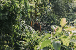 an oranguel hanging from a tree in the jungle