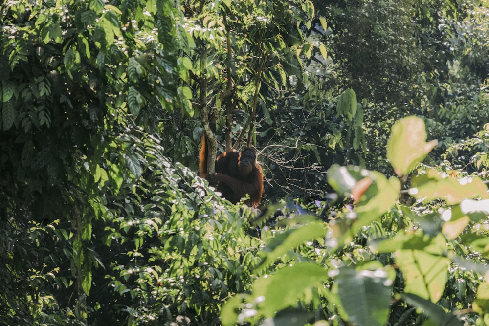 Un oranguel appeso a un albero nella giungla