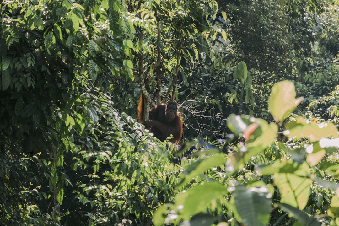 an oranguel hanging from a tree in the jungle,
