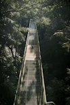 a walkway in the middle of a forest