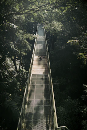 a walkway in the middle of a forest
