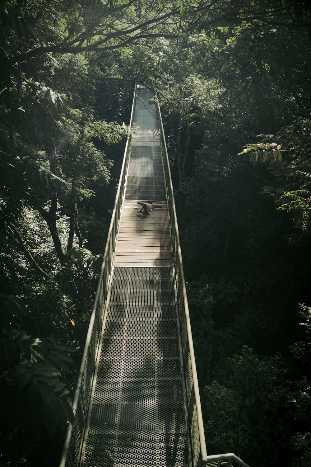 a walkway in the middle of a forest