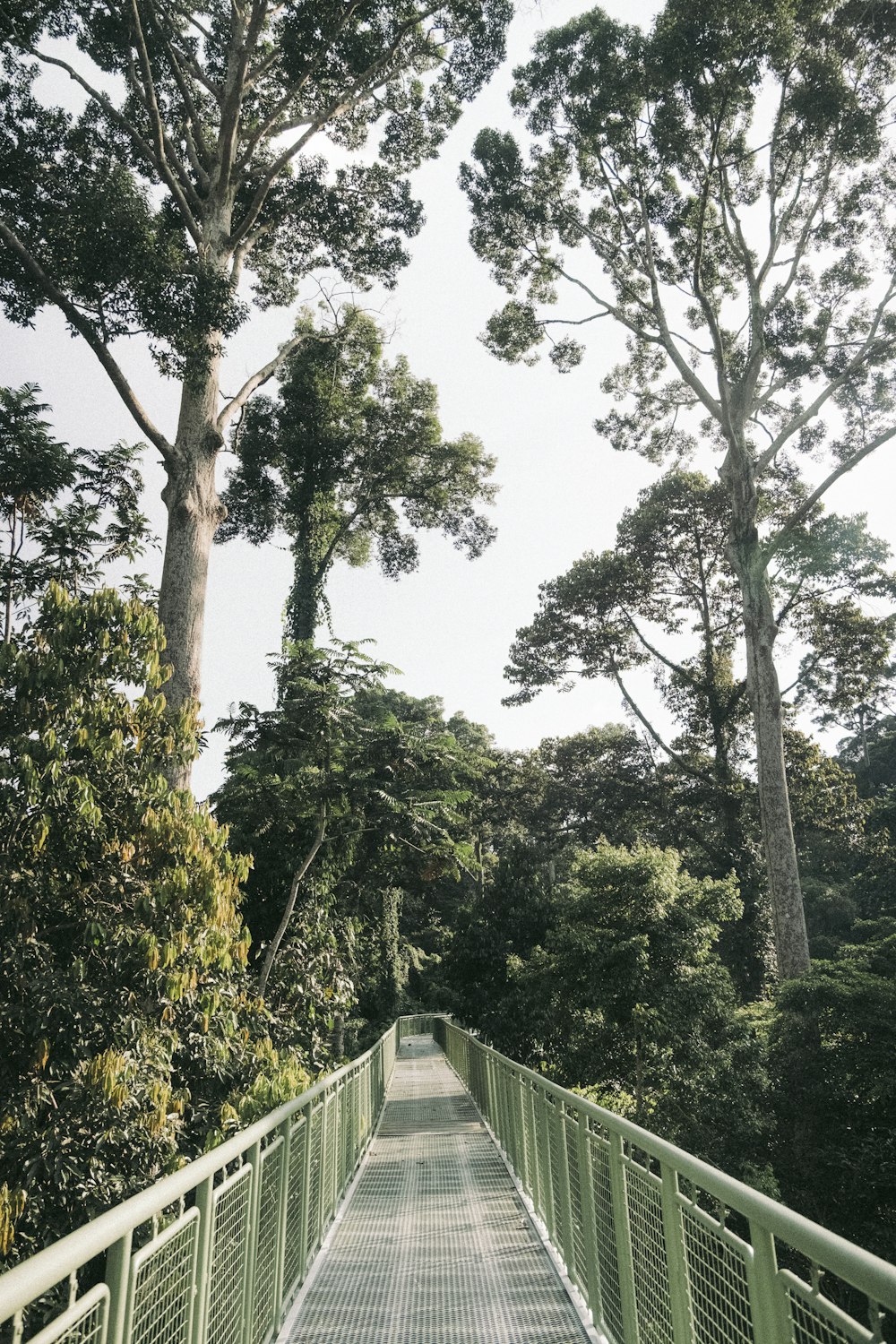 a walkway in the middle of a forest