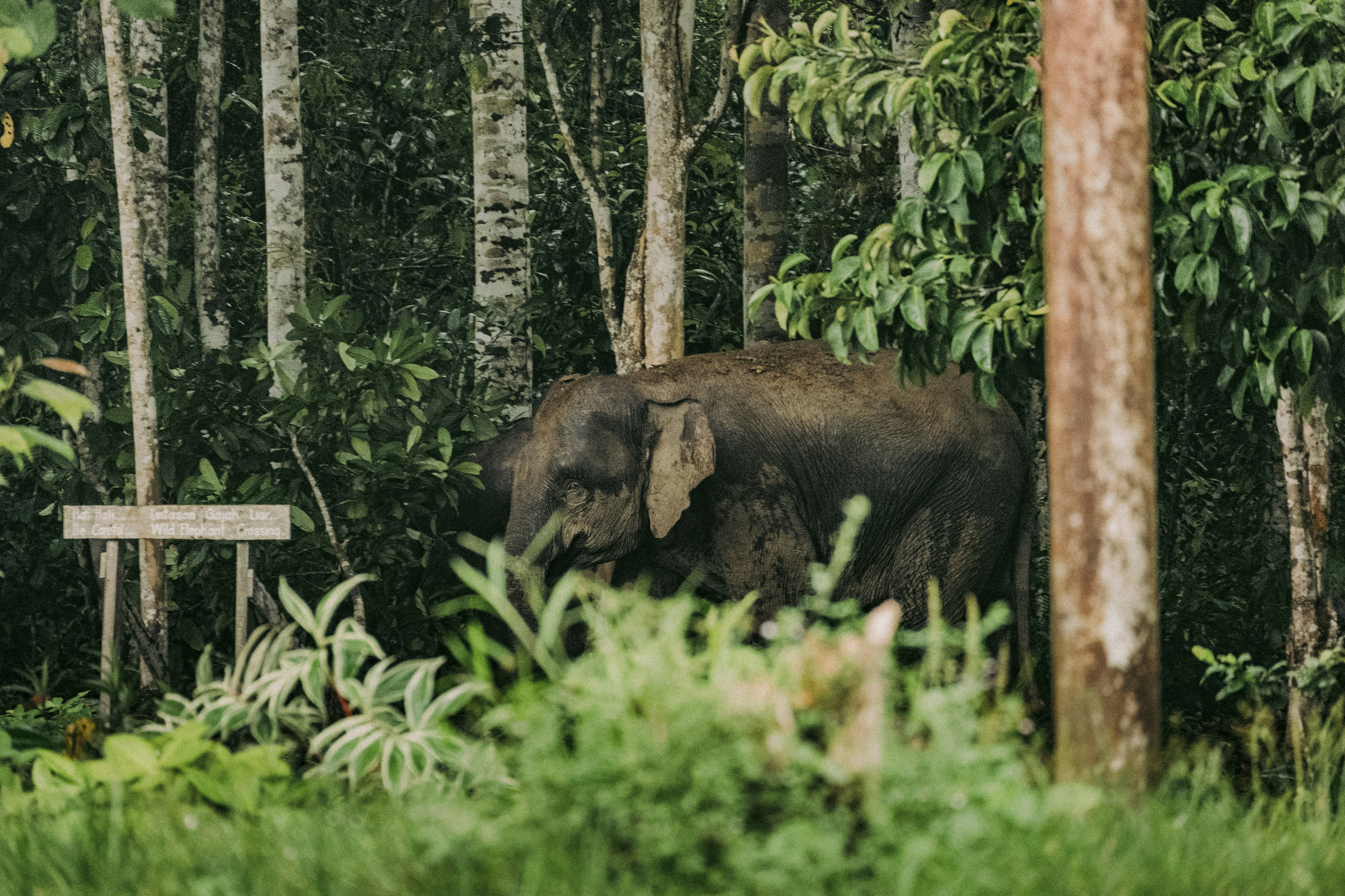 an elephant standing in the middle of a forest