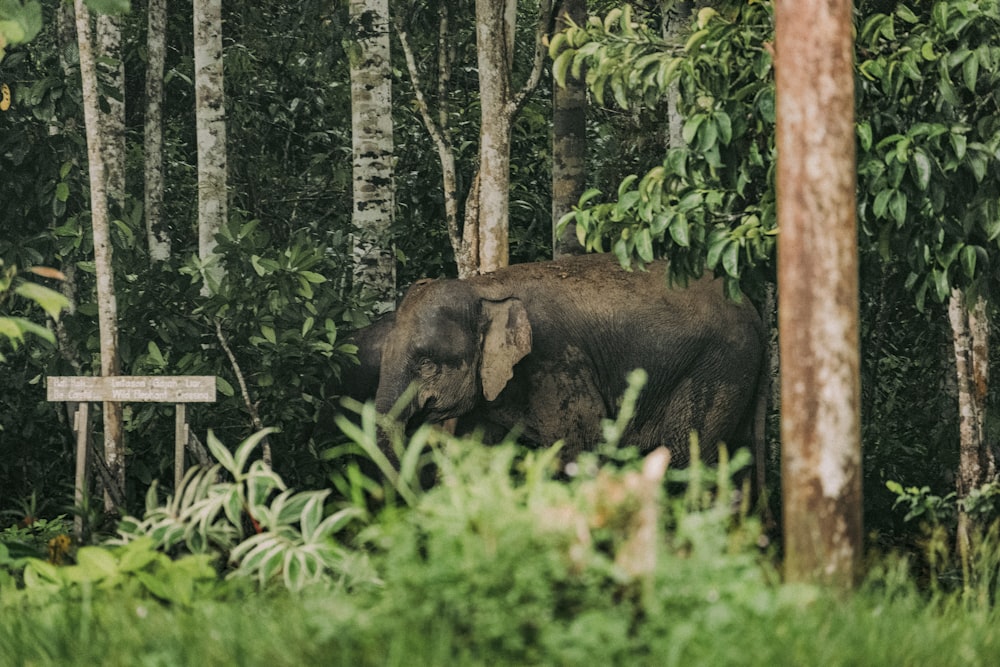 an elephant standing in the middle of a forest