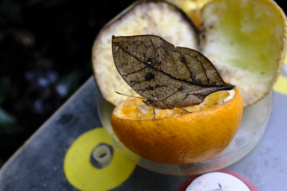 an orange with a leaf sticking out of it