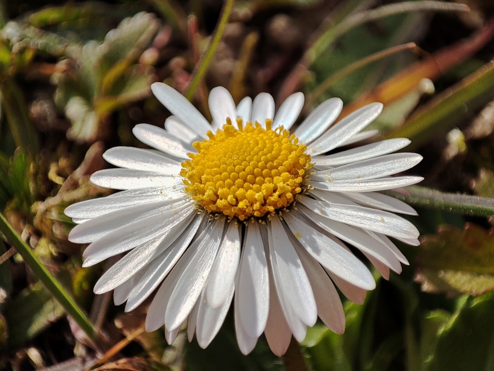 a close up of a white and yellow flower