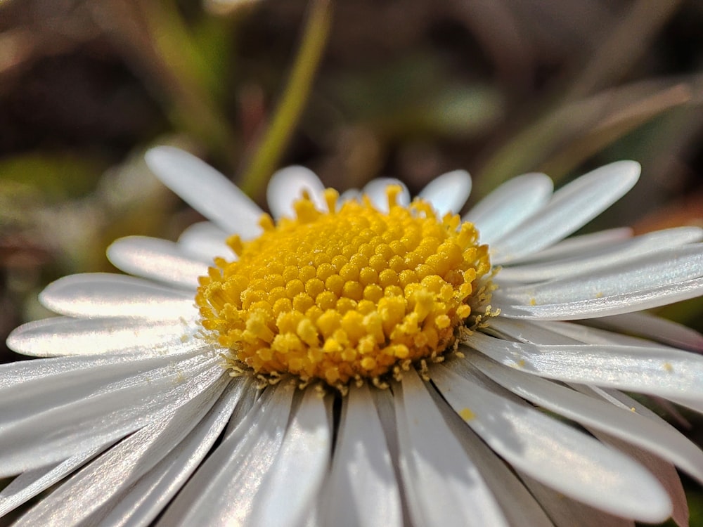 a close up of a white and yellow flower