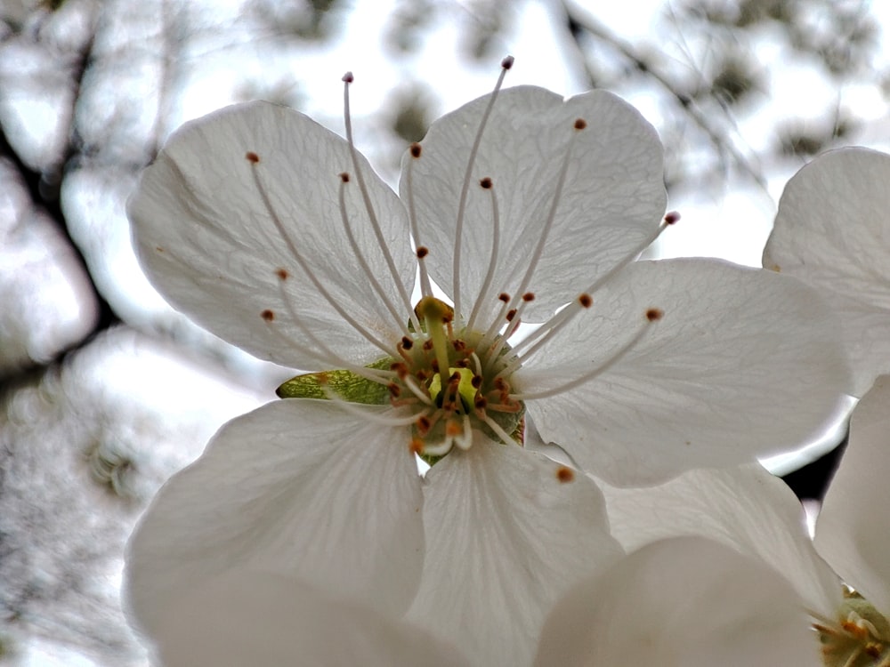 a close up of a white flower on a tree