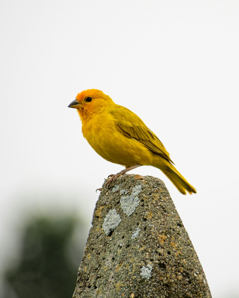 a yellow bird sitting on top of a rock