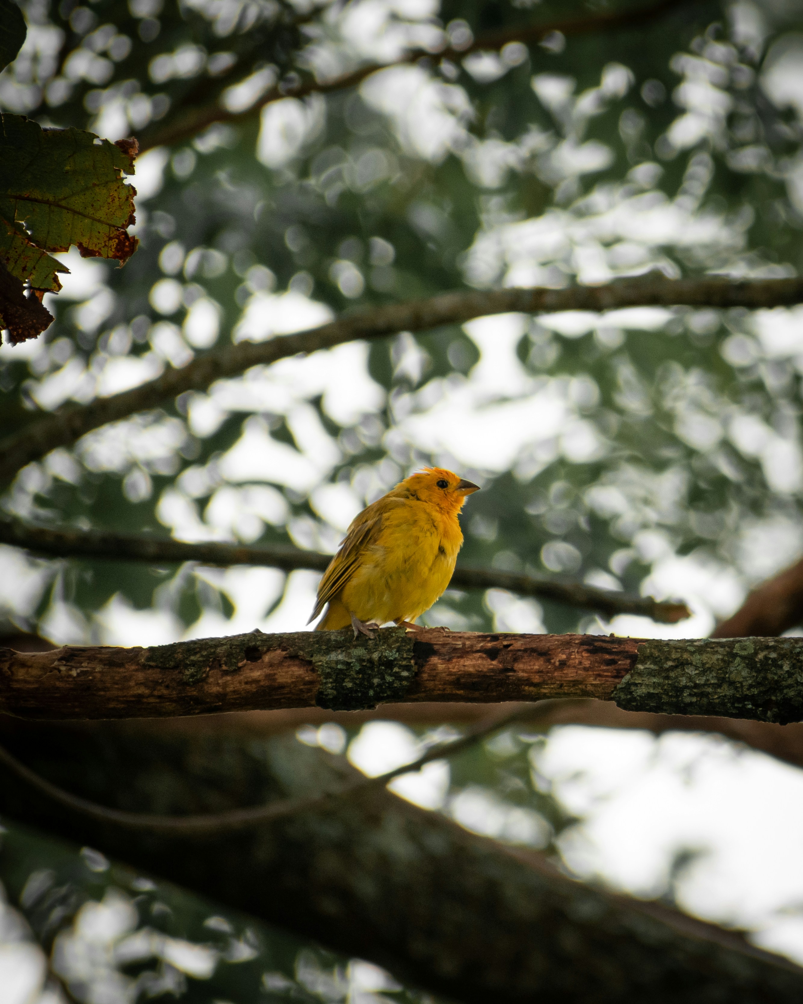 a small yellow bird perched on a tree branch