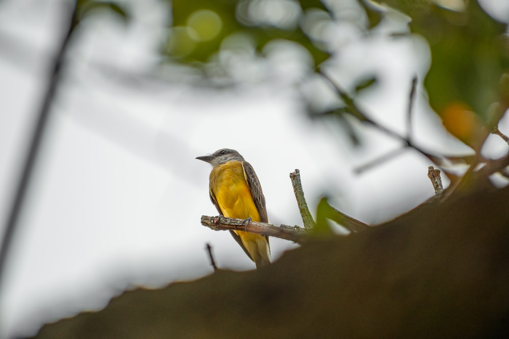 a small yellow bird perched on a tree branch