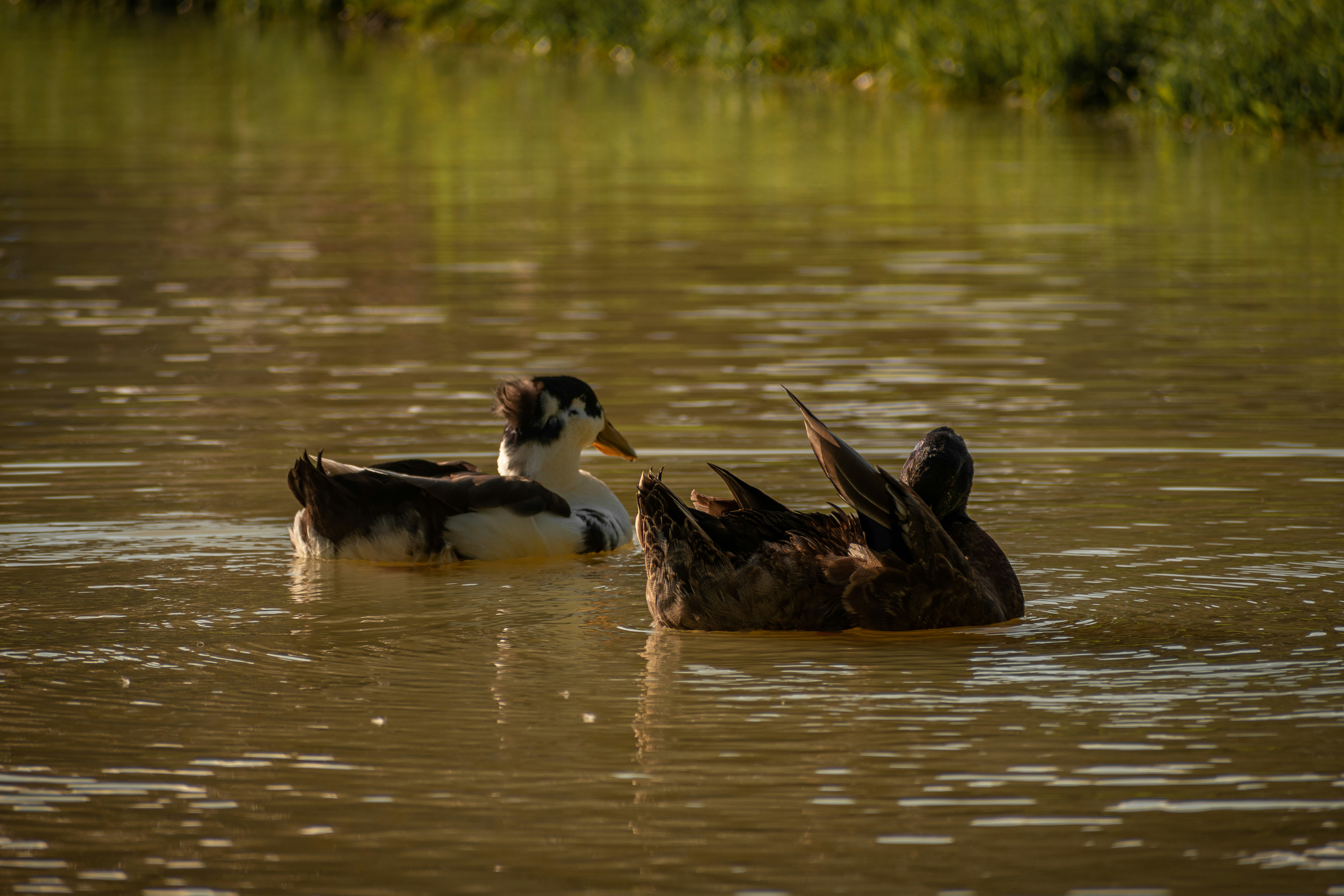 a couple of ducks floating on top of a lake