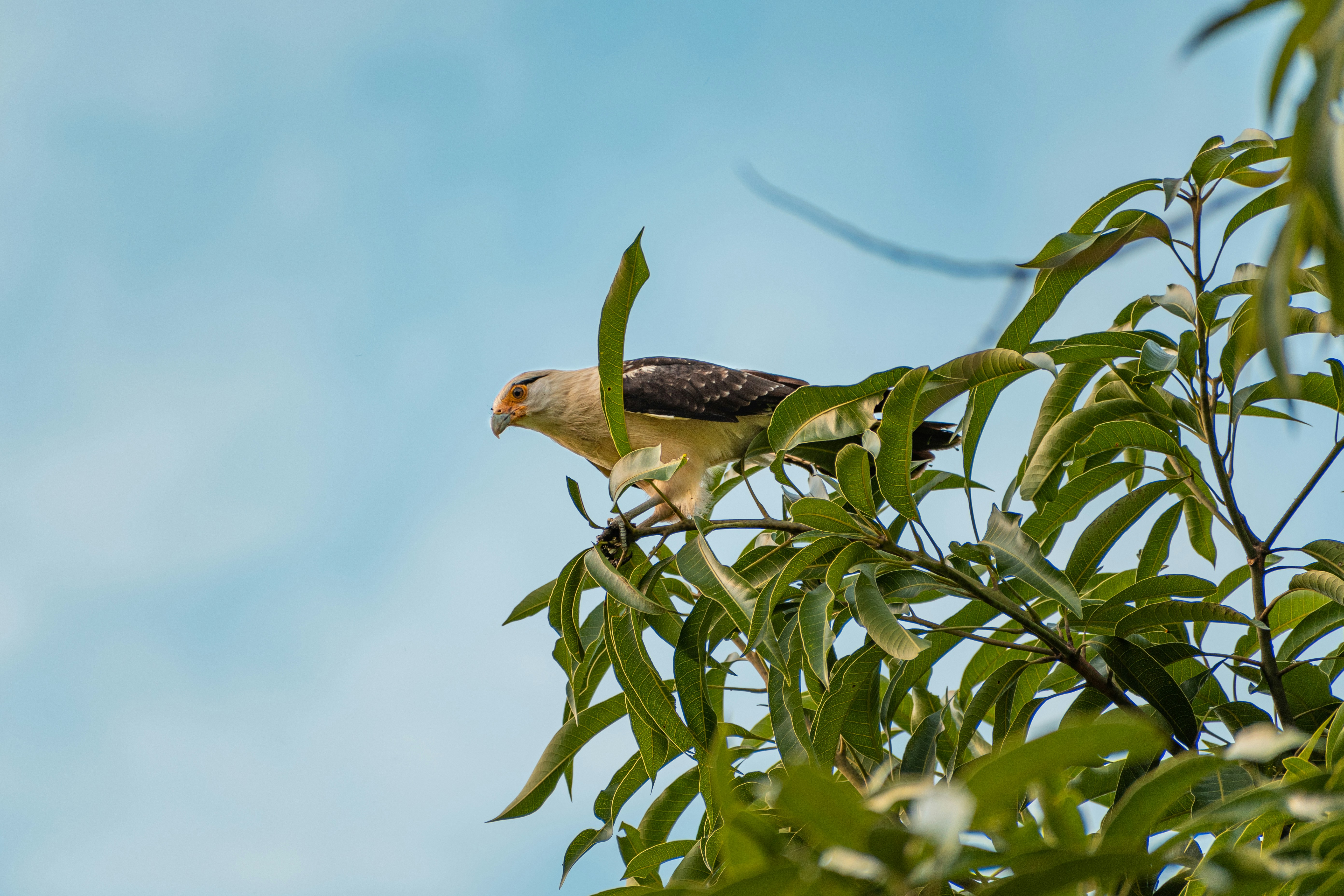 a bird perched on top of a tree branch