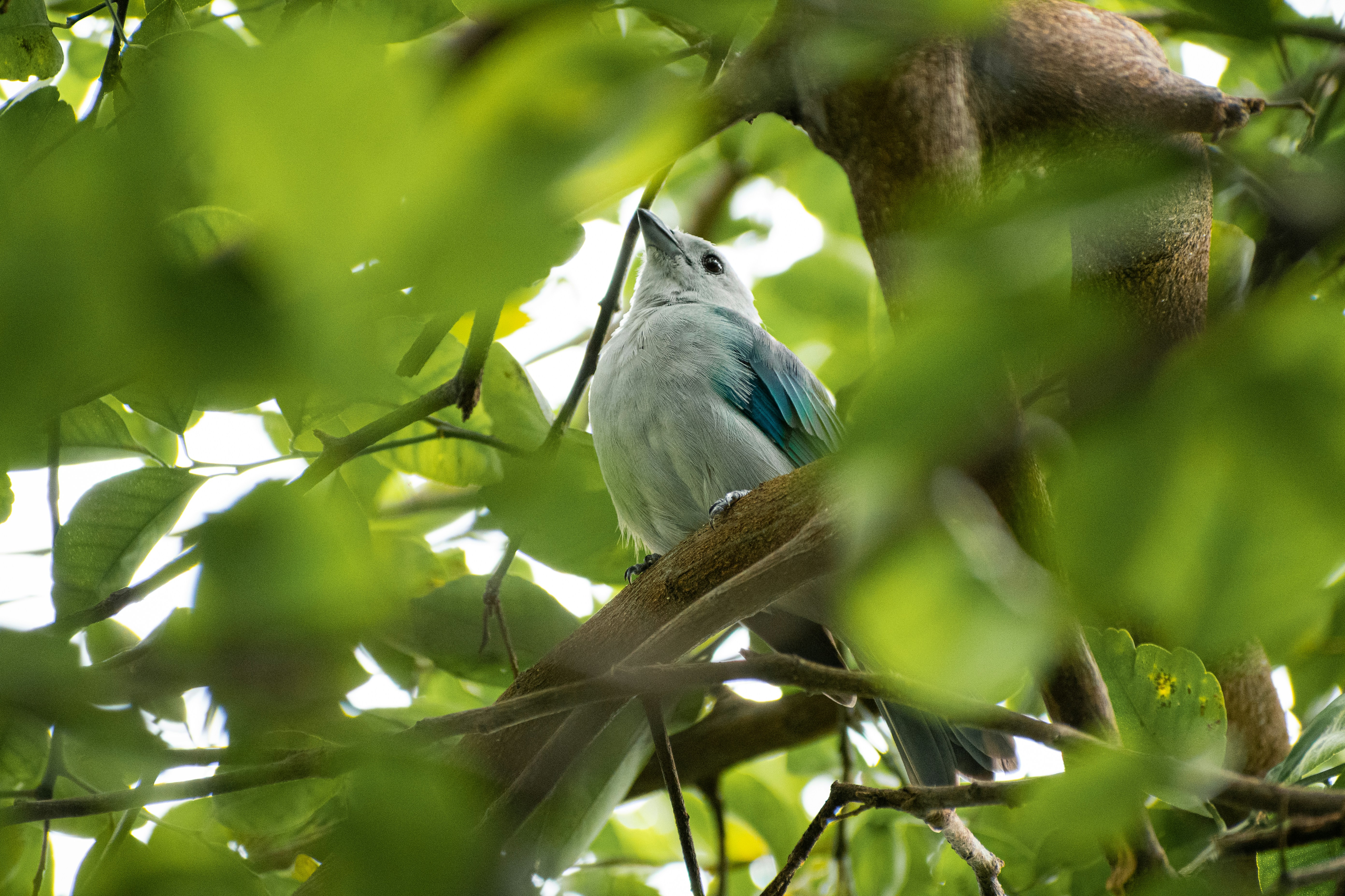 A blue and white bird sitting in a tree photo Free Wallpaper Image on