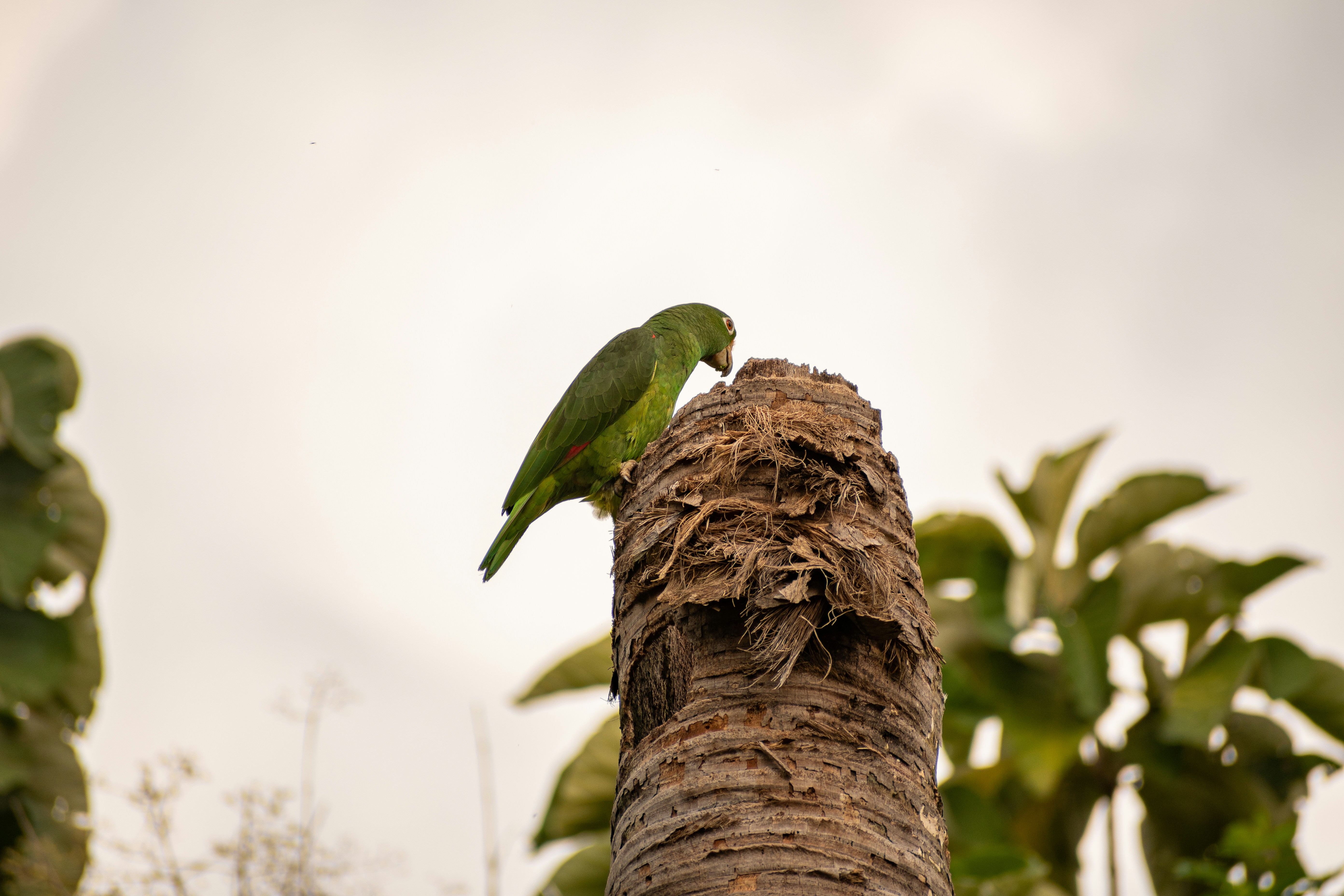 a green bird perched on top of a palm tree