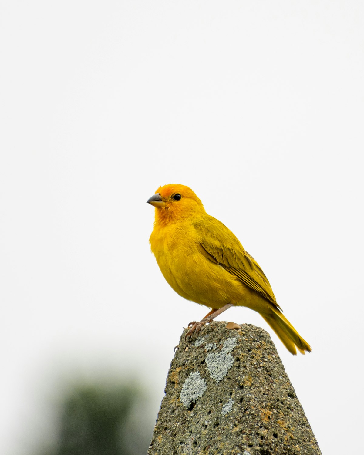 Adopter un canari ou une perruche : le compagnon idéal des seniors ?