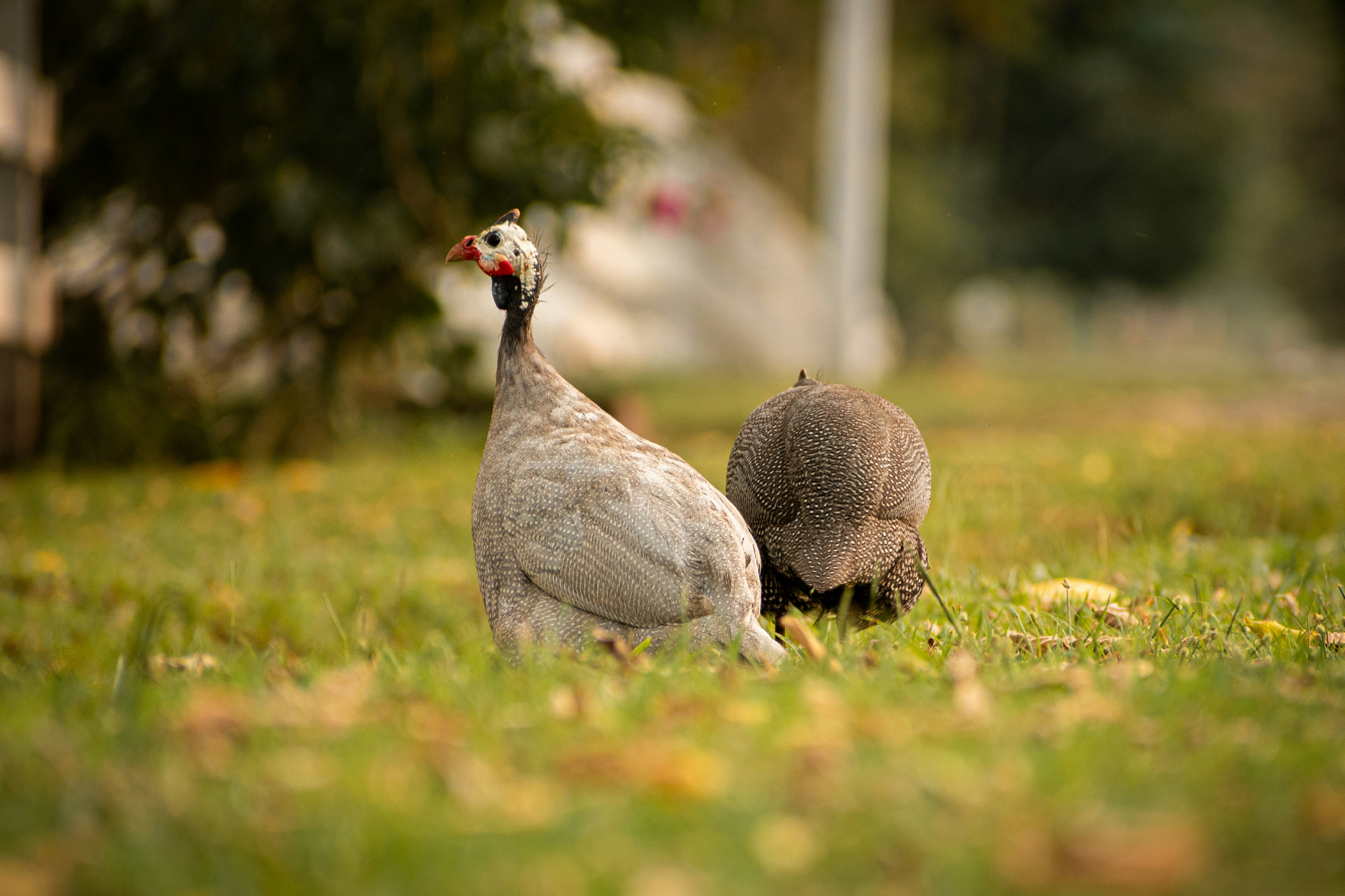 a couple of birds standing on top of a lush green field