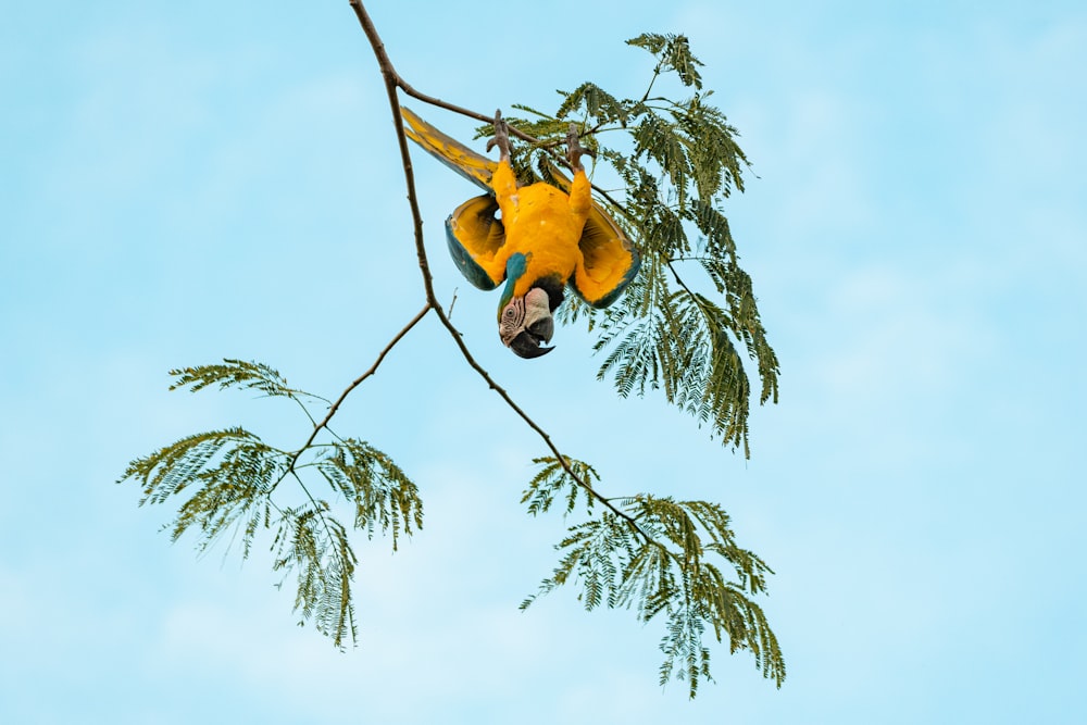 a yellow and green bird hanging from a tree branch