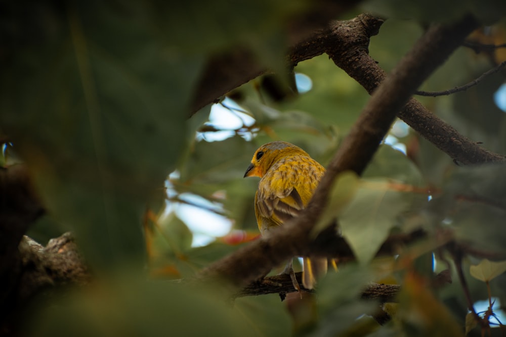 a small yellow bird perched on a tree branch