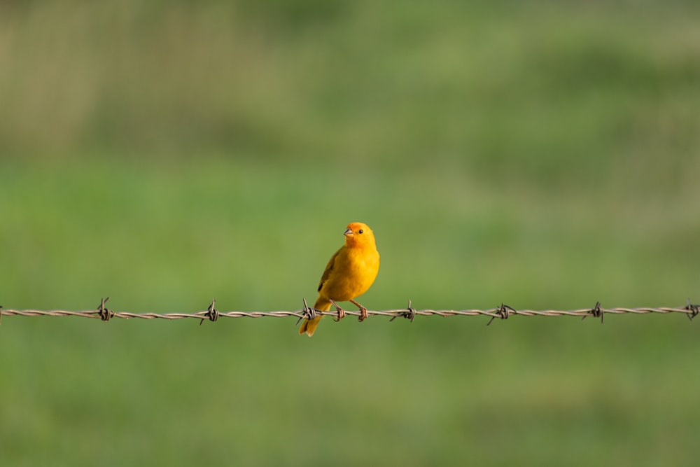 a small yellow bird sitting on a barbed wire