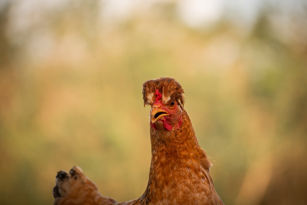 a close up of a chicken with a blurry background