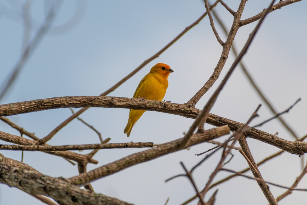 a yellow bird perched on a tree branch