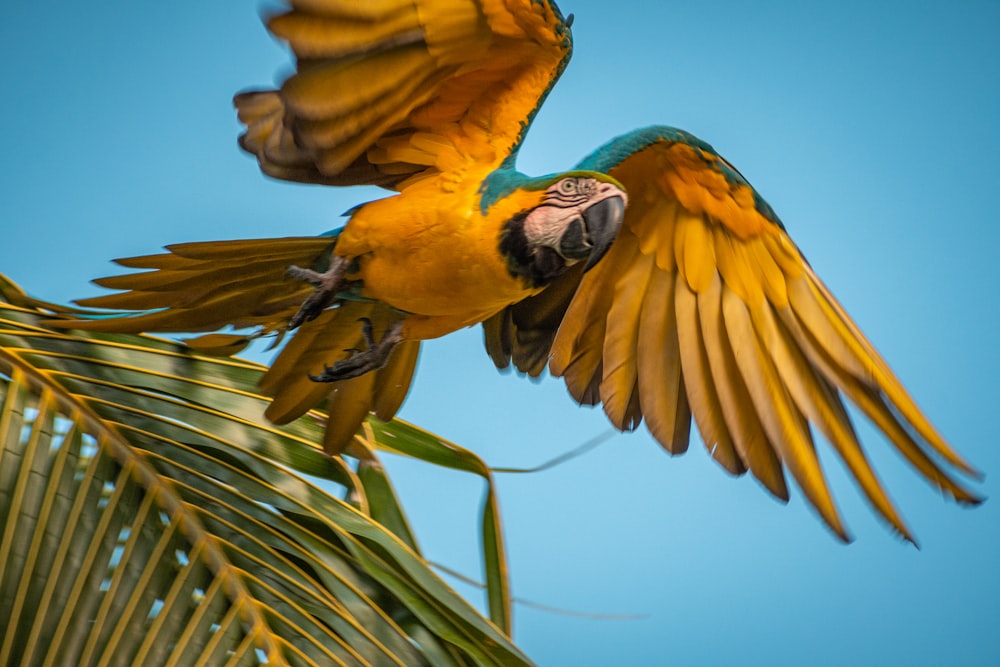 Un loro amarillo y azul vuela sobre una palmera