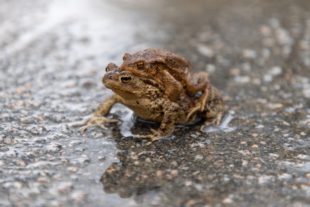 a brown frog sitting on top of a puddle of water