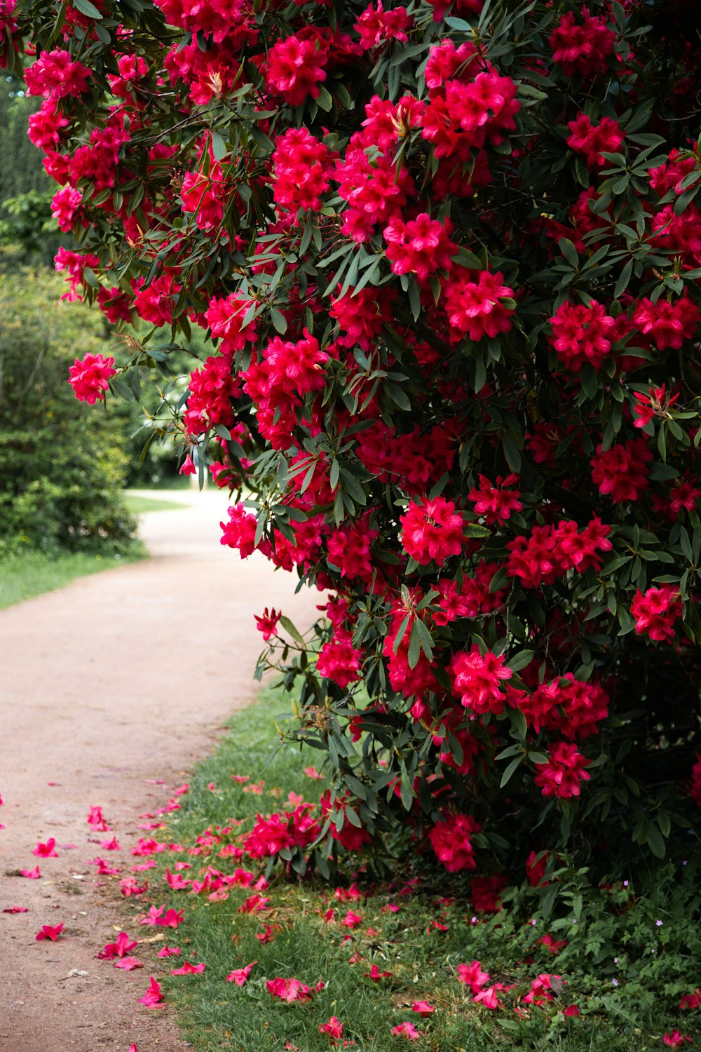 red flowers are growing on the side of a path
