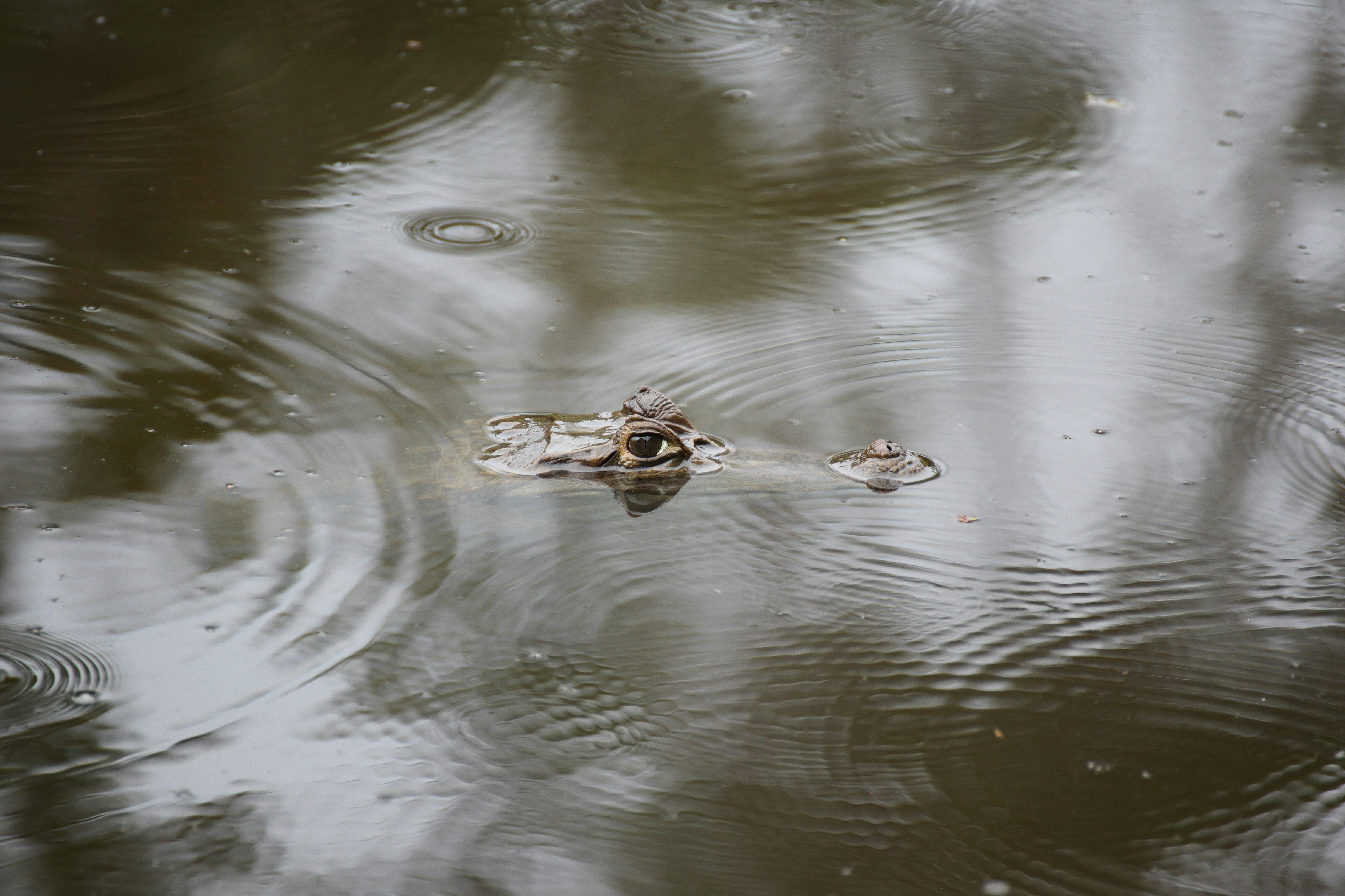 a frog is swimming in a pond of water, Cayaman lurking in the dark water of Amazonas.