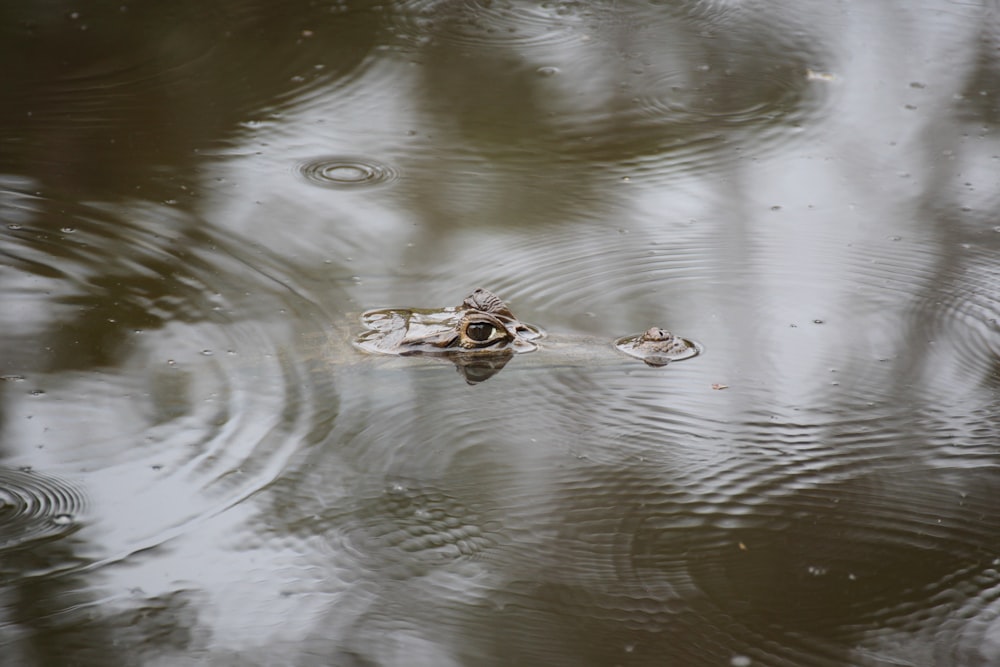 a frog is swimming in a pond of water
