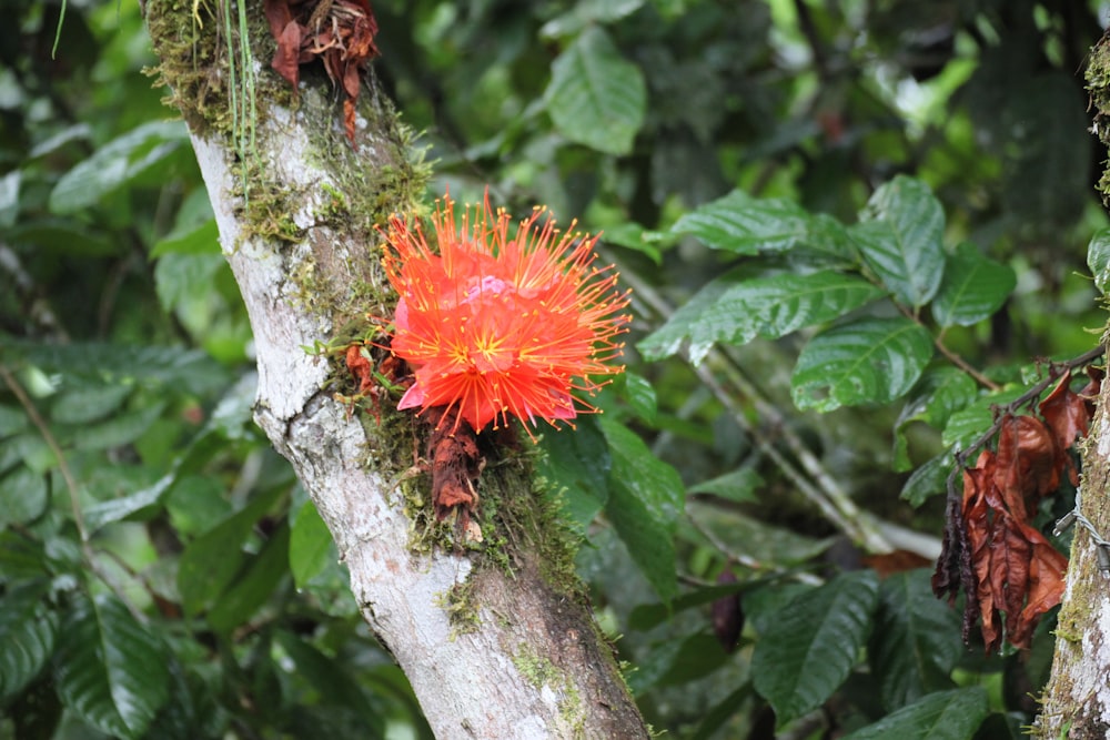 a red flower is growing on a tree branch