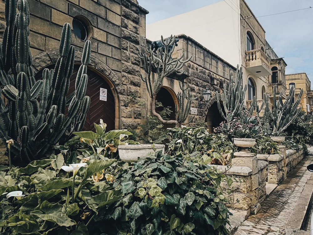 a bunch of plants that are in front of a building