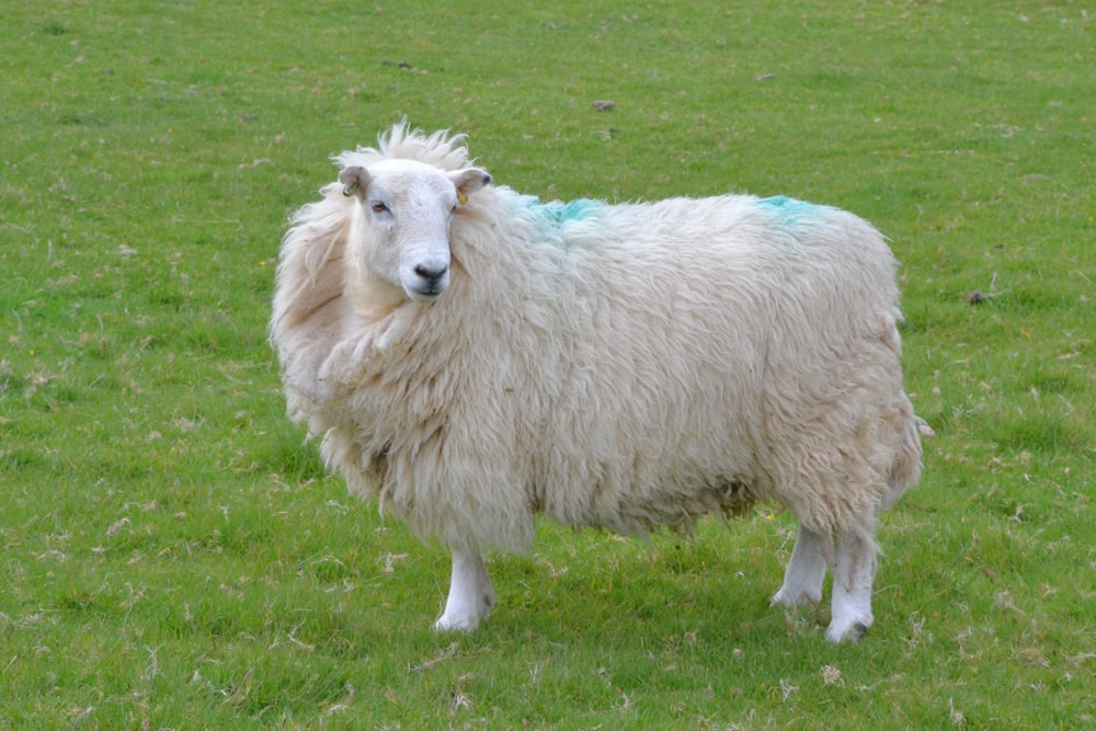 a white sheep standing in a grassy field