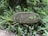 A weathered wooden sign is surrounded by lush green plants and foliage. The sign has the number 12 and the word 'COMPASSIO' carved into it, and some leaves are growing over parts of the sign. The environment appears to be a garden or forest area with dense vegetation.