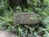 A weathered wooden sign is surrounded by lush green plants and foliage. The sign has the number 12 and the word 'COMPASSIO' carved into it, and some leaves are growing over parts of the sign. The environment appears to be a garden or forest area with dense vegetation.
