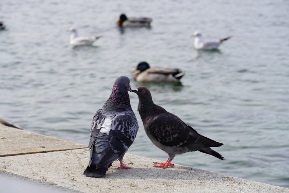 a couple of birds that are standing in the water