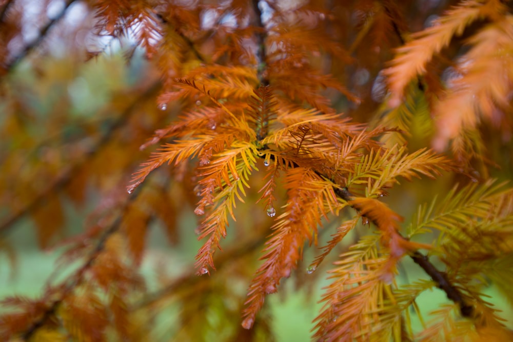 a close up of a tree with lots of leaves