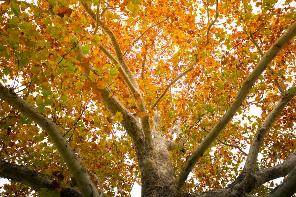 un albero alto con molte foglie su di esso