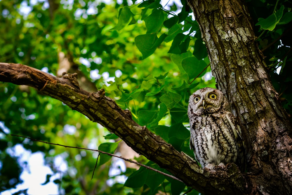 an owl perched on a tree branch