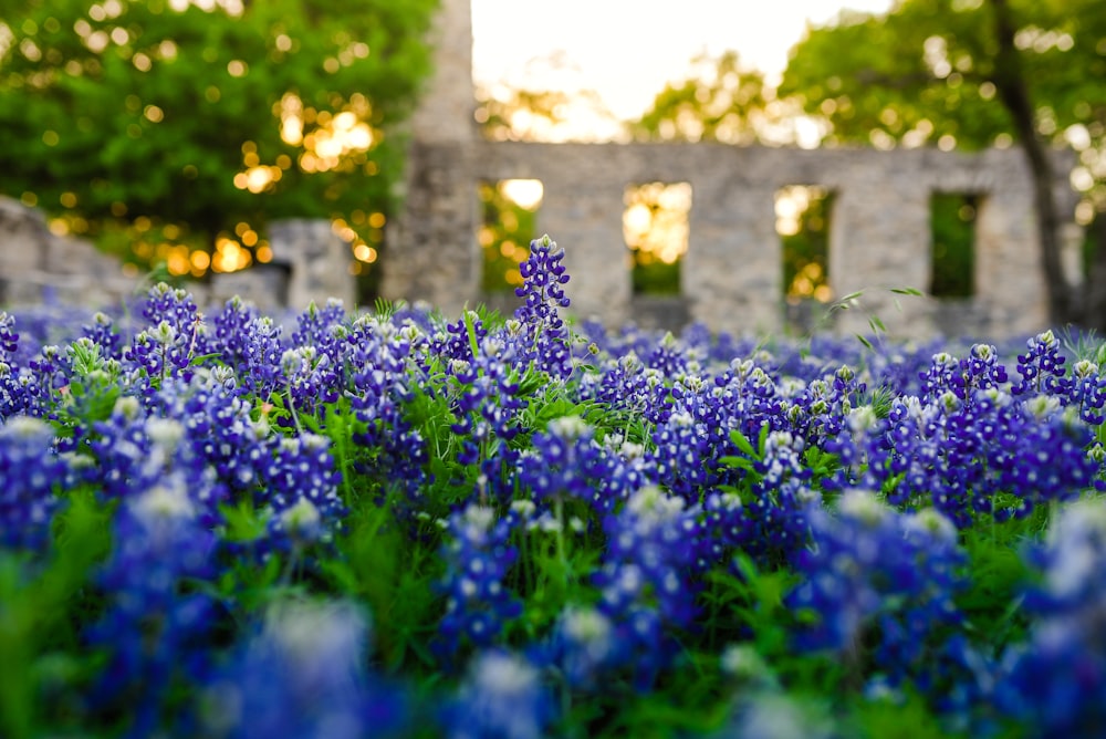 a field of blue and white flowers in front of a stone building