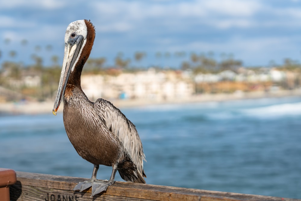a brown pelican standing on a wooden rail
