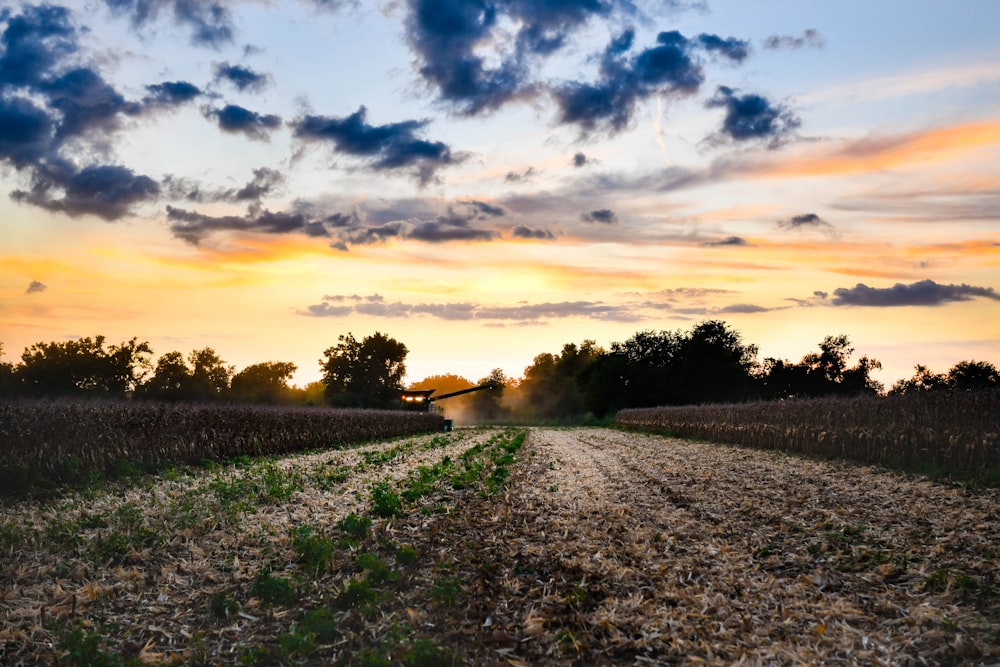 um caminhão dirigindo por uma estrada de terra ao lado de um campo de milho