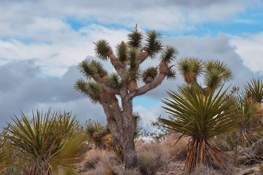 a large cactus tree in the middle of a desert