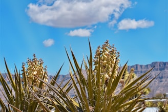 a plant with yellow flowers in front of a mountain range