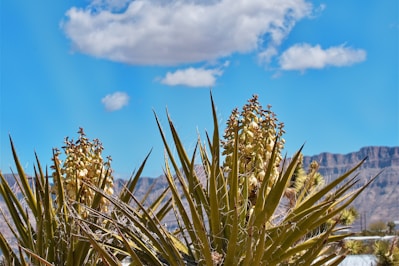 a plant with yellow flowers in front of a mountain range