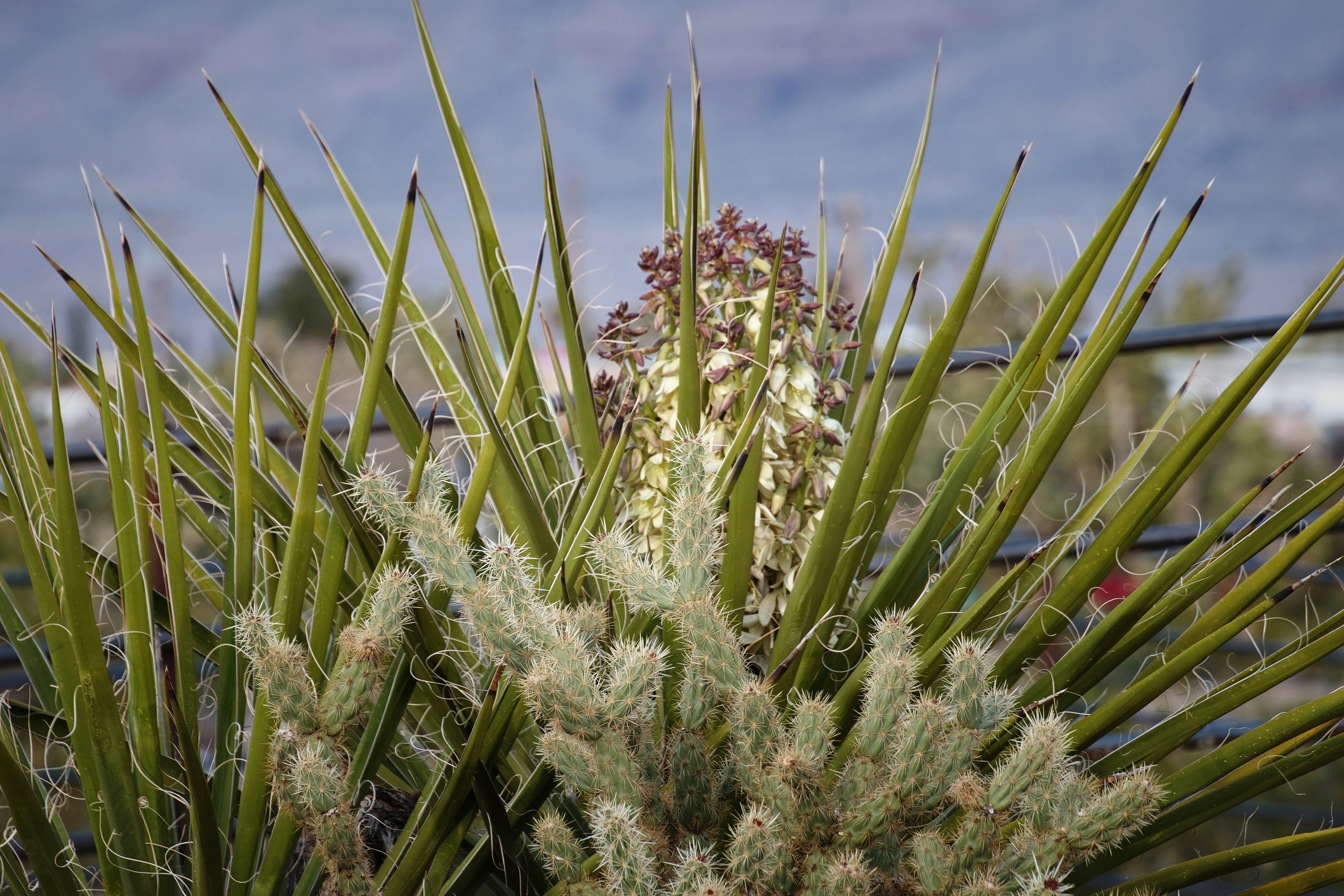 Photo by michael_yantis