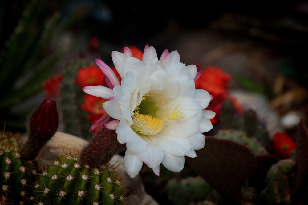 a white and pink flower in a cactus