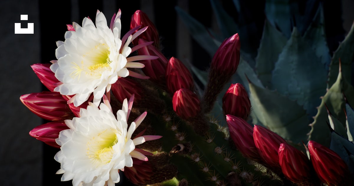 Un groupe de fleurs blanches et rouges assises au sommet d’une plante ...